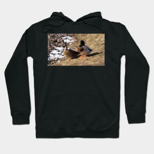 Male and Female Mallard Ducks Hoodie